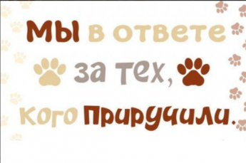 «Мы в ответе за тех, кого приручили»